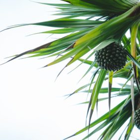 ウェディング - 離島